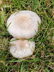 Leucoagaricus leucothites