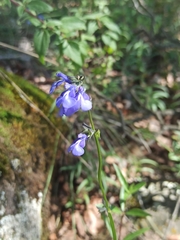 Salvia laevis