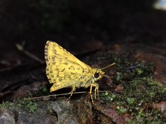 Ampittia dioscorides