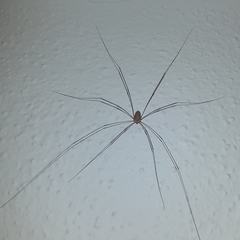 Leiobunum limbatum
