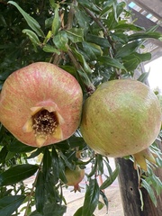 Punica