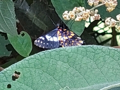 Catasticta teutila