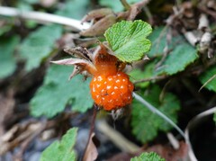 Rubus rolfei