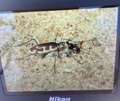 Cicindela hirticollis