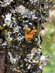 Xanthomendoza fallax