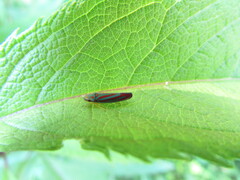 Graphocephala coccinea
