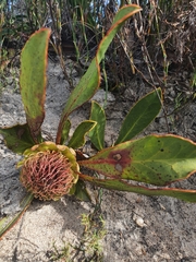 Protea acaulos
