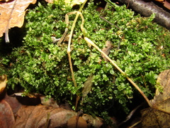 Mniaceae