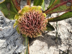 Protea acaulos