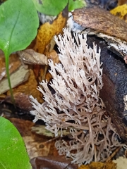 Artomyces pyxidatus