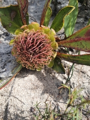 Protea acaulos