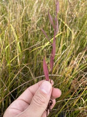 Symphyotrichum boreale
