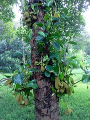 Artocarpus heterophyllus