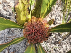 Protea acaulos