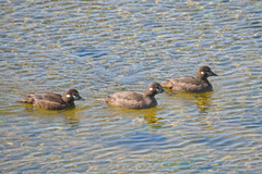 Histrionicus histrionicus