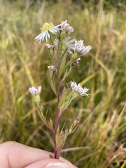 Symphyotrichum boreale