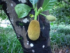 Artocarpus heterophyllus