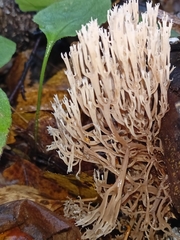 Artomyces pyxidatus