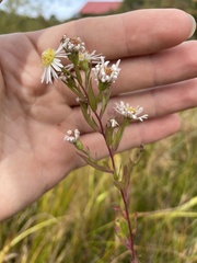 Symphyotrichum boreale