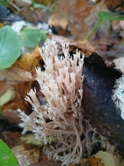 Artomyces pyxidatus