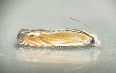 Eucosma kiscana