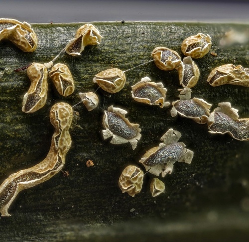 Representative image of Physarum bogoriense