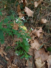 Stachys annua