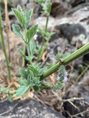 Verbena lasiostachys