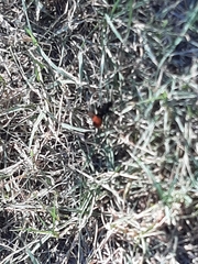 Dasymutilla clotho
