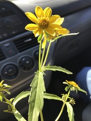 Bidens trichosperma