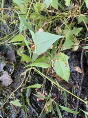 Persicaria arifolia