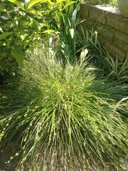 Carex divulsa