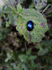 Chrysolina coerulans