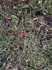 Marasmius oreades