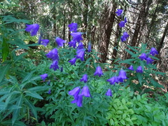 Campanula serrata
