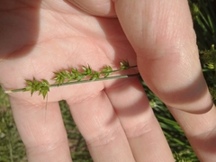 Carex divulsa