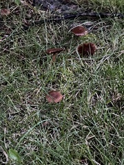 Marasmius oreades