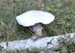 Amanita virosa