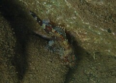 Scorpaena maderensis