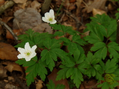 Anemonoides nemorosa