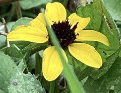 Rudbeckia triloba