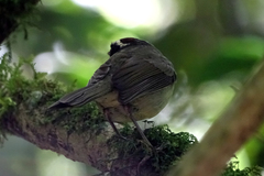 Basileuterus melanogenys