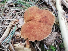 Suillus
