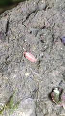 Androniscus dentiger