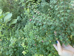 Symphoricarpos orbiculatus