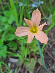 Moraea flaccida