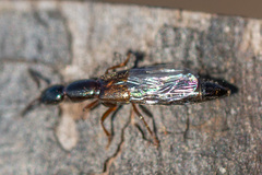 Xantholinus