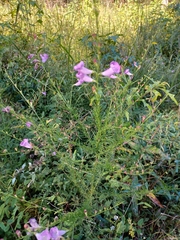 Agalinis fasciculata