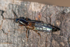 Xantholinus