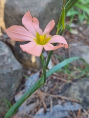 Moraea flaccida